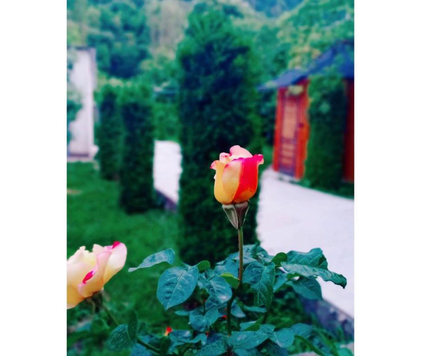 Green Garden B&B Dilijan Eksteriør billede